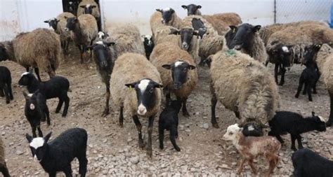 romanov koyunu yılda kaç kuzu verir